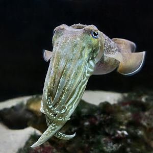 Common Cuttlefish (Sepia officinalis)