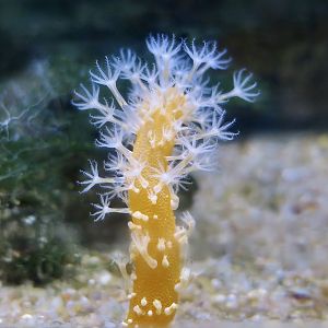 Sea Pen (Veretillum cynomorium)