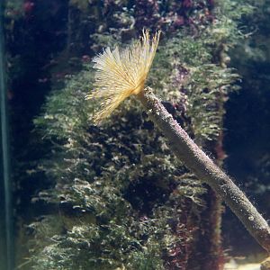 Mediterranean Fan Worm (Sabella spallanzanii)