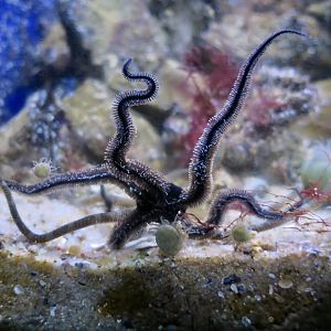 Brittle Star (Ophioderma longicaudum)