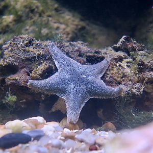 Scarlet Cushion Sea Star (Asterina gibbosa)