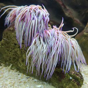 Snakelocks Anemone (Anemonia viridis)