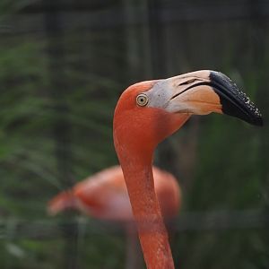 American Flamingo