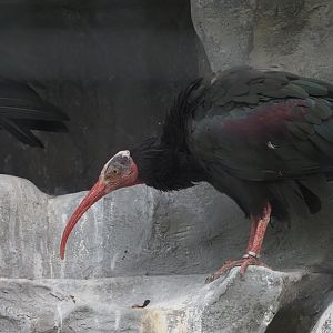 Northern Bald Ibis
