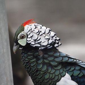 Lady Amherst's Pheasant (Male)