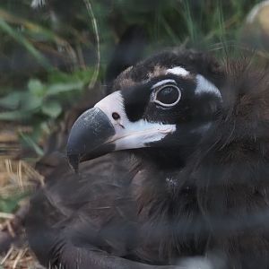 Cinereous Vulture