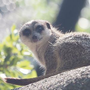 Meerkat