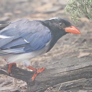 Red-Billed Blue Magpie