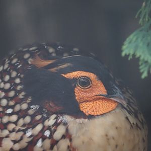 Cabot's Tragopan (Male)