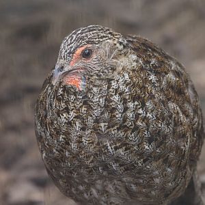 Cabot's Tragopan (Female)