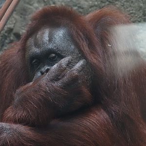 Bornean Orangutan "Yasmin"