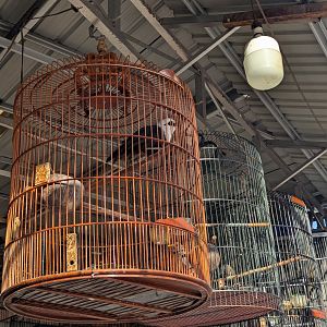 Sumatran Laughingthrush