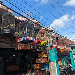 Bird Shop in Sungai Penuh