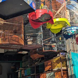 Sumatran and Sunda Laughingthrushes