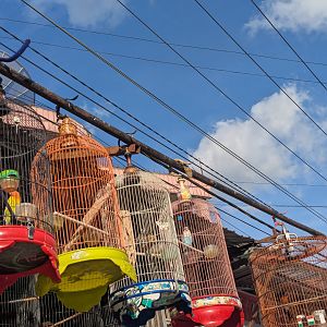 Lovebirds and Pygmy Woodpeckers