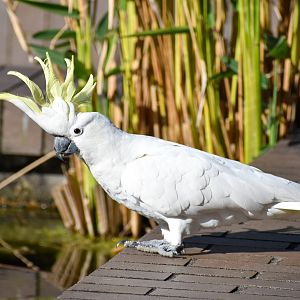 Sulphur-crested Cockatoo