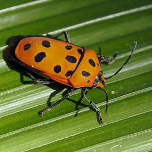 Mallotus Harlequin Bug