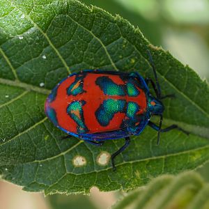 Harlequin Hibiscus Bug