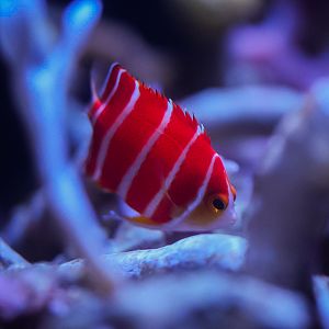 Peppermint Angelfish