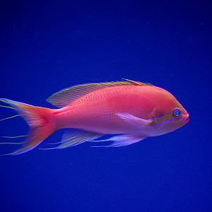 Red Stripe Anthias (dominant male)
