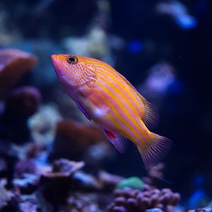 Spanish Flag Grouper