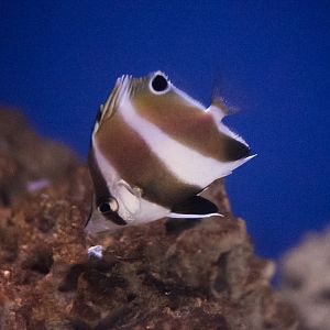 White-spine Butterflyfish