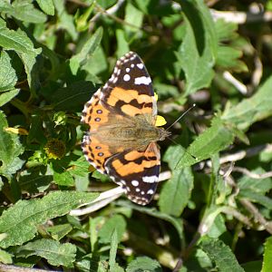 Australian Painted Lady