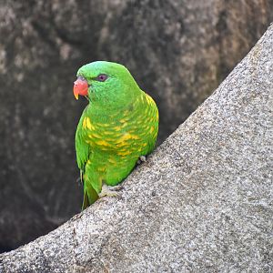 Scaly-breasted Lorikeet