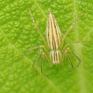 Lean Lynx Spider, Oxyopes macilentus
