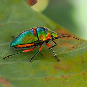 Green Jewel Bug, Lampromicra senator
