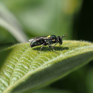 masked bee, Palaeorhiza parallela