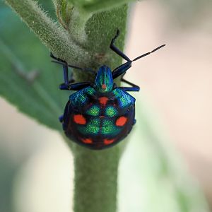 Harlequin Hibiscus Bug, Tectocoris diophthalmus