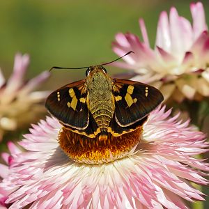 Splendid Ochre, Trapezites symmomus