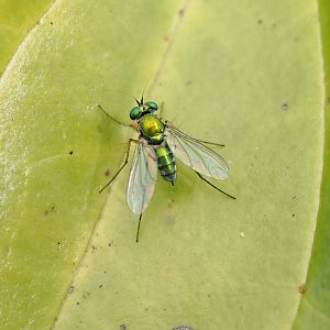 long-legged fly, Chrysosoma sp.