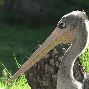 Pink backed pelican