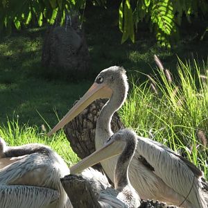 Pink backed pelicans