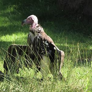 Lappet-faced Vultures sunbathing