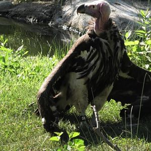 Lappet-faced Vulture