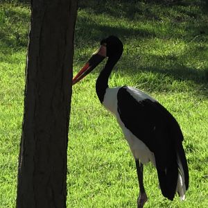 Saddle-billed Stork