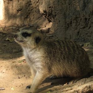 Meerkat
