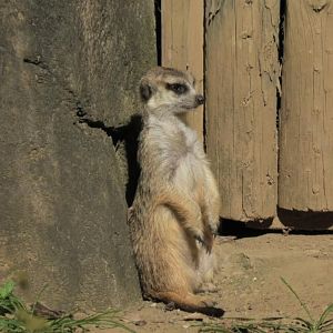 Meerkat on the lookout