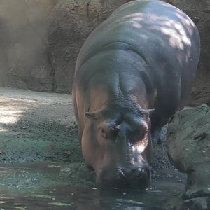 Fiona the world famous hippo