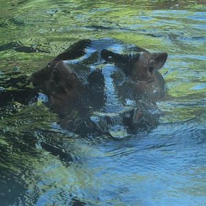 Fiona the hippo in the water