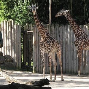 Masai giraffes