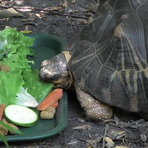 Radiated tortoise eating breakfast
