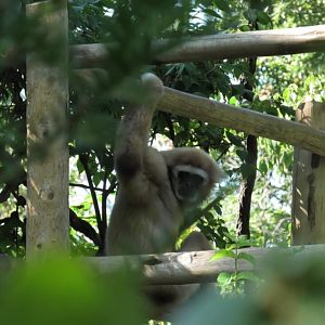 Hosen the white handed gibbon