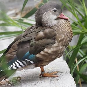 Mandarin Duck