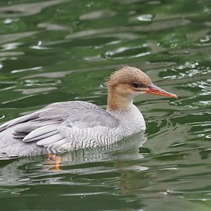 Scaly-Sided Merganser