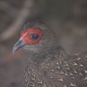Swinhoe's Pheasant (Female)