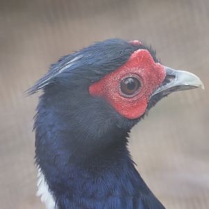 Swinhoe's Pheasant (Male)